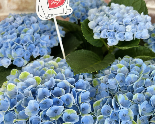 在庫処分価格！ マジカルレボリューションブルー 紫陽花 5号 アジサイ