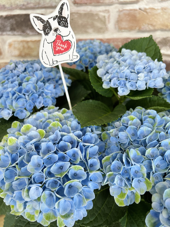 在庫処分価格！ マジカルレボリューションブルー 紫陽花 5号