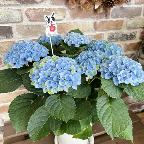 マジカルレボリューション ブルー 紫陽花 フレッシュ 秋色も楽しめます アジサイ マジカル レボリューション○秋色へ変化 マジカル