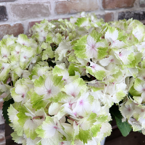 在庫処分価格！ レモンキス 紫陽花 5号 アジサイ 生花 秋色