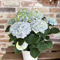 在庫処分価格！ マジカルレボリューション 紫陽花 5号 アジサイ 生花  