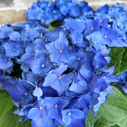 在庫処分価格！ ディープパープル 紫陽花 5号 アジサイ 生花