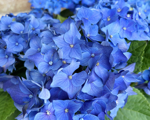 在庫処分価格！ ディープパープル 紫陽花 5号 アジサイ 生花