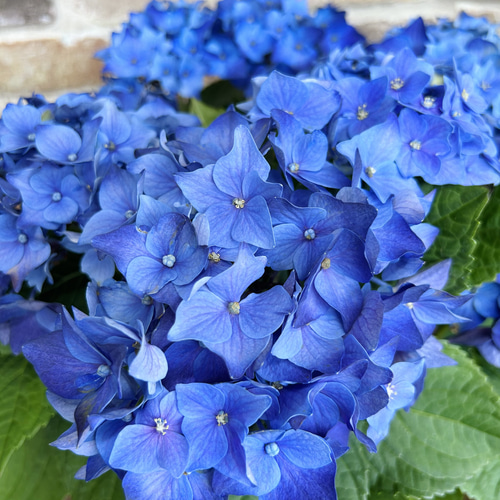 上品なファッション 紫陽花 ディープパープル 在庫処分価格！ 5号 生花 アジサイ 鉢花