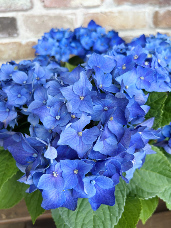 在庫処分価格！ ディープパープル 紫陽花 5号 アジサイ 生花