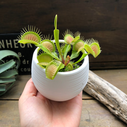 ハエトリ草♡白鉢　大人気♡助かる♡食虫植物♡観葉植物♡インテリア 3枚目の画像