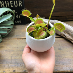 ハエトリ草♡白鉢　大人気♡助かる♡食虫植物♡観葉植物♡インテリア 7枚目の画像