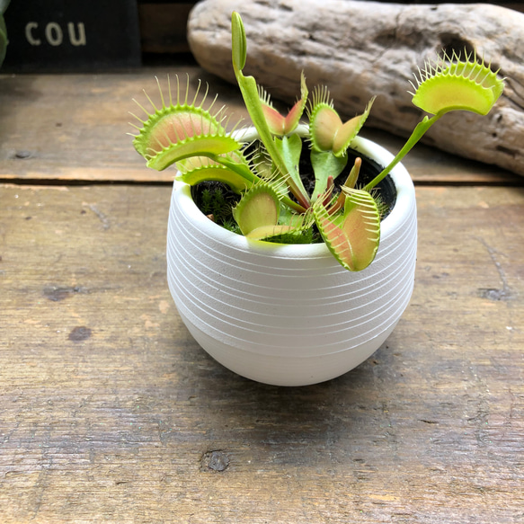 ハエトリ草♡白鉢　大人気♡助かる♡食虫植物♡観葉植物♡インテリア 14枚目の画像