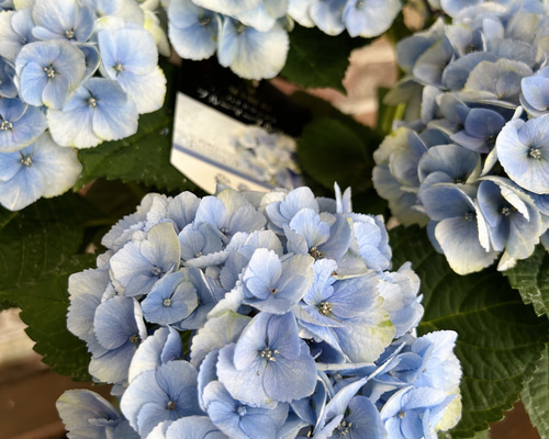 在庫処分価格！ マジカルマーブルソーダ 紫陽花 5号 アジサイ