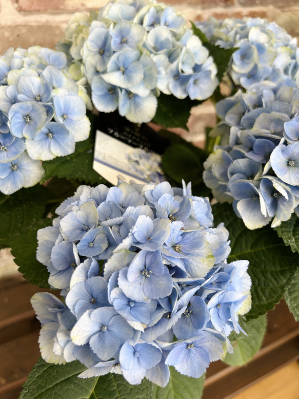 紫陽花　アジサイ　イリス、フェアリーマーブル　ブルー　２鉢セット　花苗Ｂ 楽天市場】【花終わり】アジサイ（紫陽花・あじさい