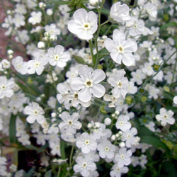 ゲラニウム サマースノー 1ポット その他素材 mofrin 通販｜Creema  