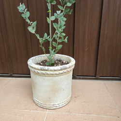 可愛い♪パールアカシア　テラコッタ鉢植え　カラーリーフ　オージープランツ苗　苗木 5枚目の画像