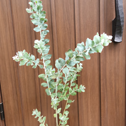可愛い♪パールアカシア　テラコッタ鉢植え　カラーリーフ　オージープランツ苗　苗木 6枚目の画像