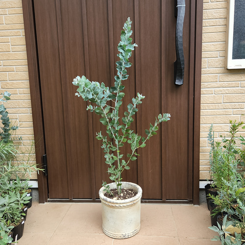 可愛い♡パールアカシア　テラコッタ鉢植え　苗　オージープランツ