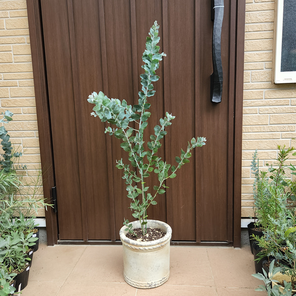 可愛い♪パールアカシア　テラコッタ鉢植え　カラーリーフ　オージープランツ苗　苗木 4枚目の画像