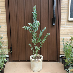 可愛い♪パールアカシア　テラコッタ鉢植え　カラーリーフ　オージープランツ苗　苗木 8枚目の画像