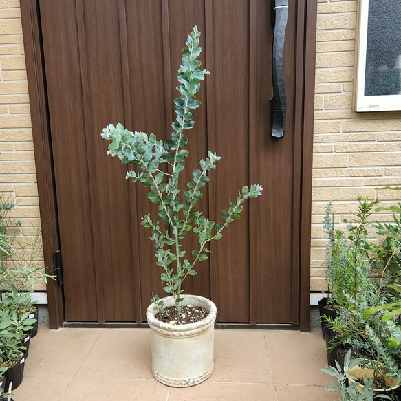 可愛い♪パールアカシア　テラコッタ鉢植え　カラーリーフ　オージープランツ苗　苗木 1枚目の画像