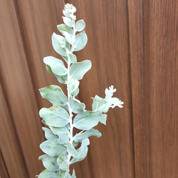 可愛い♪パールアカシア　テラコッタ鉢植え　カラーリーフ　オージープランツ苗　苗木 3枚目の画像