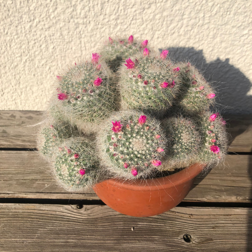 玉翁14頭群生 タマオキナ マミラリア サボテン カーテン ガーデン