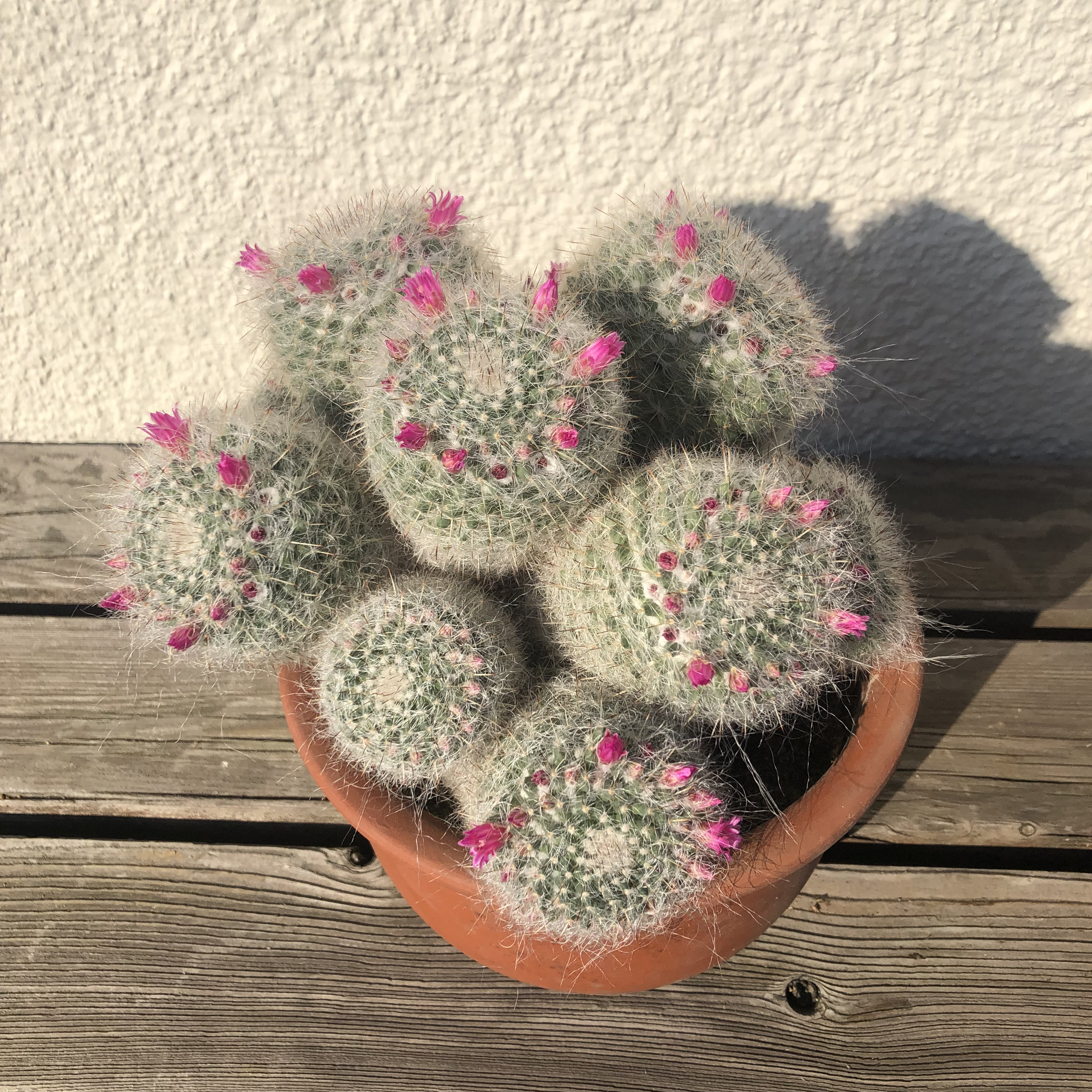 【多肉植物】マミラリア　玉翁 玉翁14頭群生 タマオキナ マミラリア サボテン カーテン ガーデン