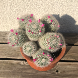 玉翁14頭群生 タマオキナ マミラリア サボテン カーテン ガーデン