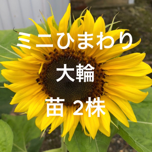 限定】ミニひまわり 大輪 苗 2株 多肉植物 ちいさなうさぎ 通販