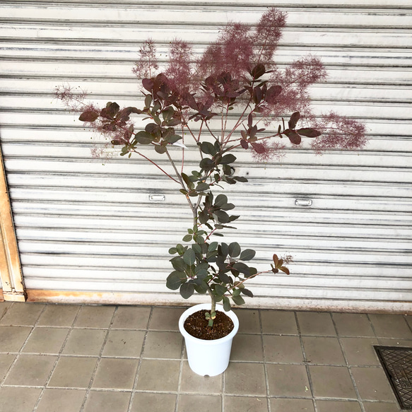 スモークツリー 種から育てる RW3スモークツリー赤·白花 接木高