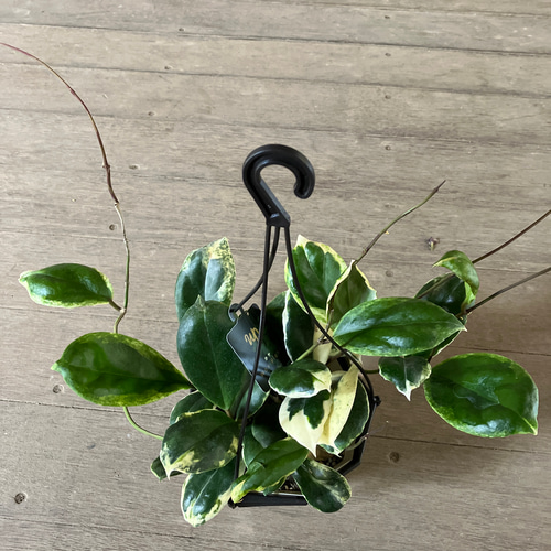超希少ホヤ＊カリストフィラ＊インクラサッタ＊観葉植物＊吊り鉢