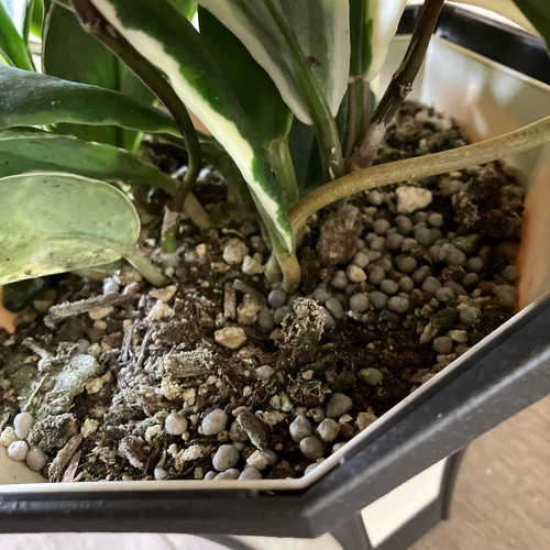 超希少ホヤ＊カリストフィラ＊インクラサッタ＊観葉植物＊吊り鉢
