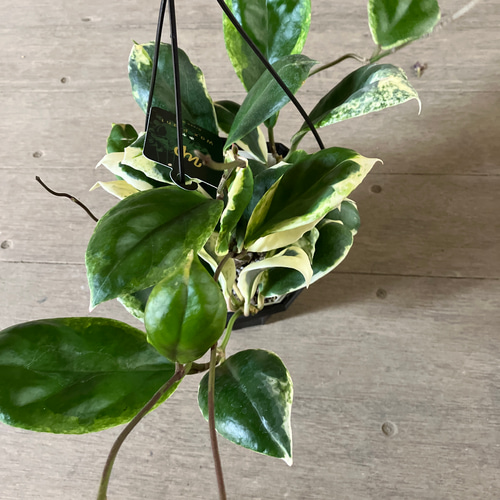 超希少ホヤ＊カリストフィラ＊インクラサッタ＊観葉植物＊吊り鉢