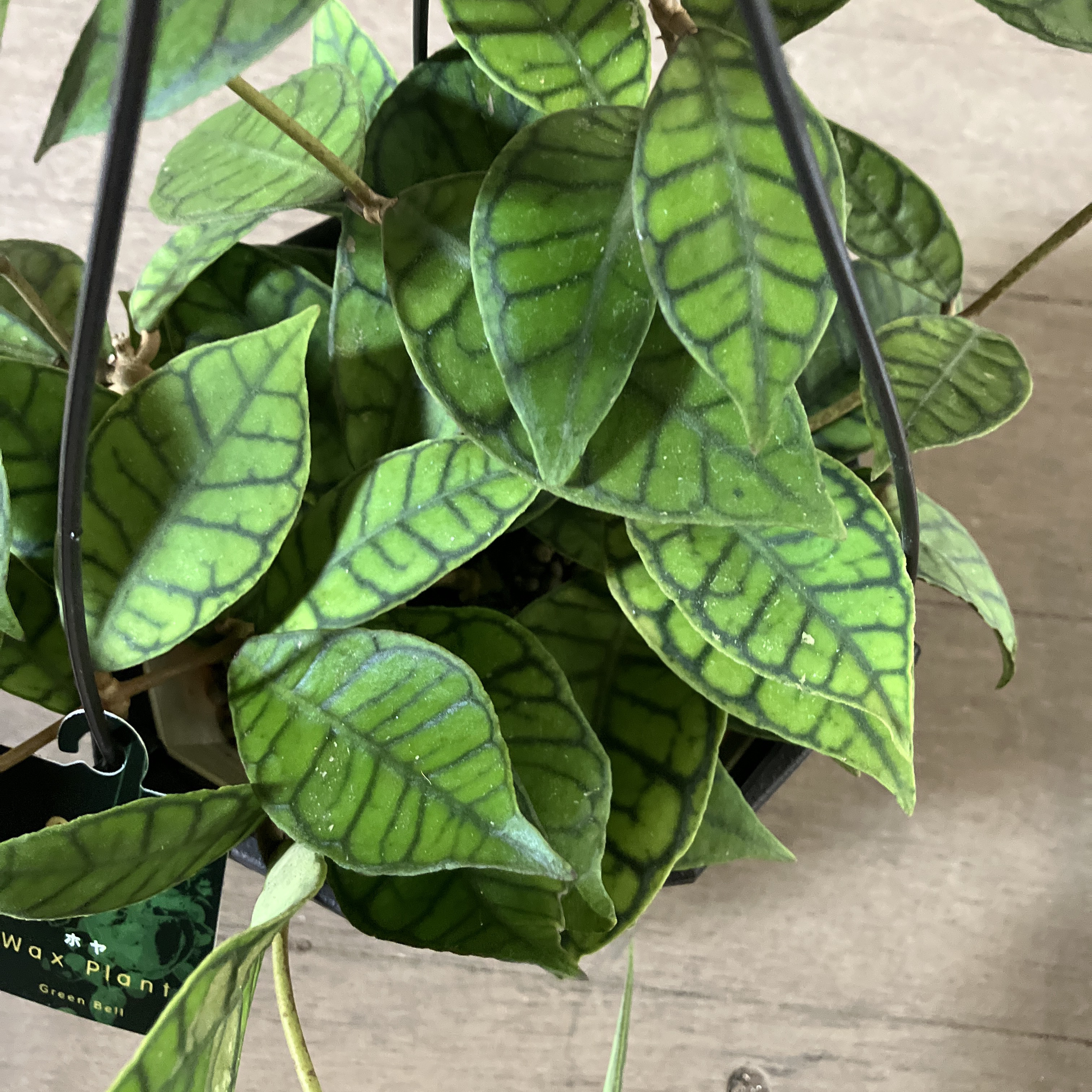 超希少ホヤ＊カリストフィラ＊インクラサッタ＊観葉植物＊吊り鉢