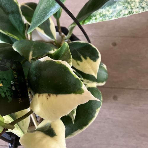 超希少ホヤ＊カリストフィラ＊インクラサッタ＊観葉植物＊吊り鉢