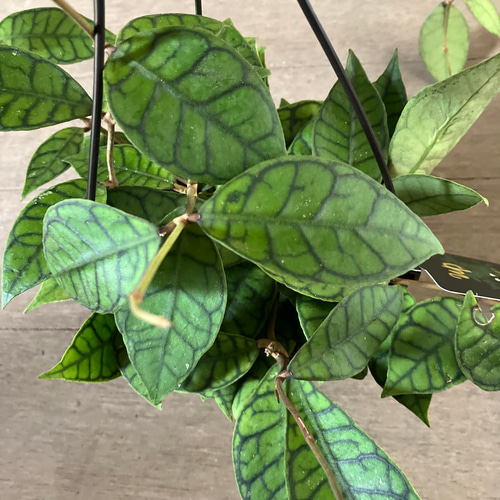 超希少ホヤ＊カリストフィラ＊インクラサッタ＊観葉植物＊吊り鉢