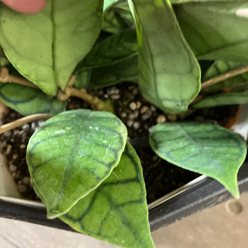 超希少ホヤ＊カリストフィラ＊インクラサッタ＊観葉植物＊吊り鉢