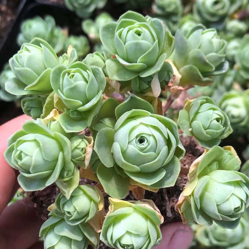 多肉植物 グリーノビア錦 新入荷 るる農園 | るる農園~多肉植物専門
