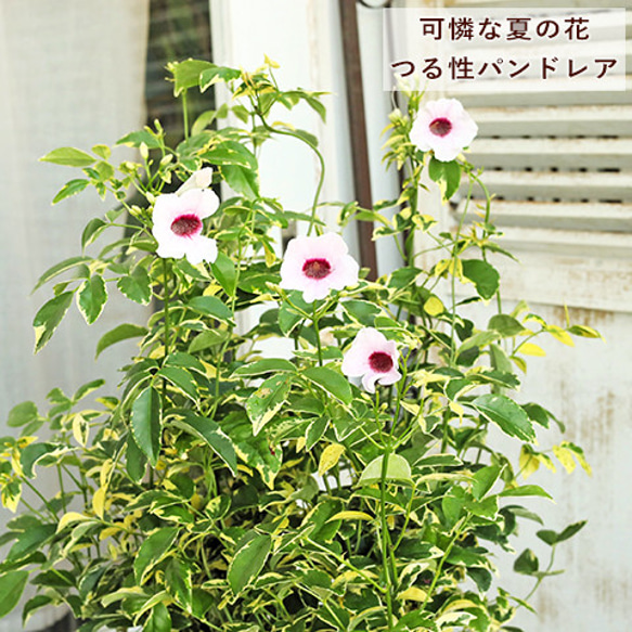 鉢花 パンドレア 斑入り ４号 ピンク つる性植物 夏の花 丈夫 育てやすい 暑さに強い 1枚目の画像