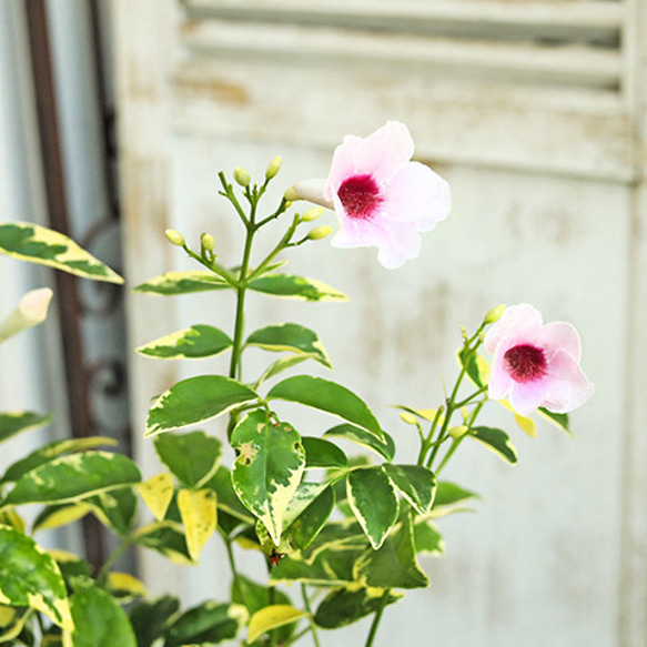 鉢花 パンドレア 斑入り ４号 ピンク つる性植物 夏の花 丈夫 育てやすい 暑さに強い 5枚目の画像