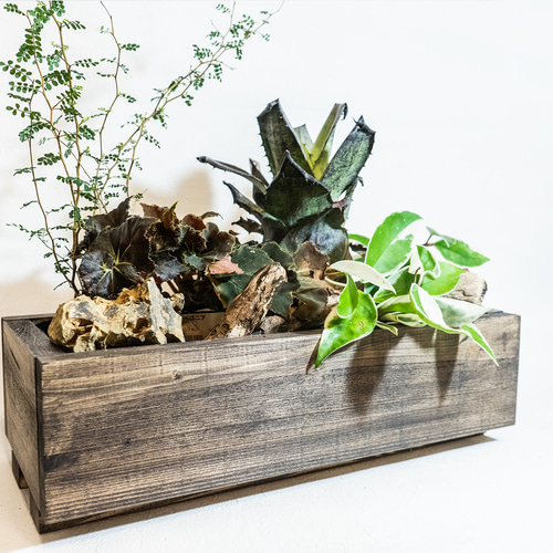 値下げしました／【4種5株／観葉植物の寄せ植え】玄関やリビング 