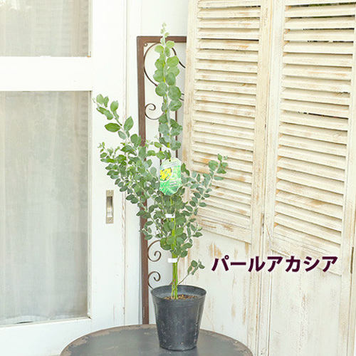 常緑苗木 アカシア アカシア ミモザ 5号 高さ85cm パール