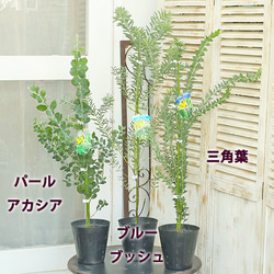 559bb9129bf5122c14014872e932c5