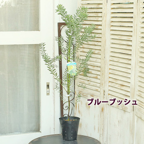 ⑤ アカシア ブルーブッシュ7号 最高等級 Y♡S様⑤ アカシア ブルー