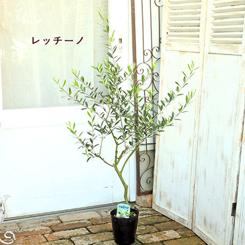 ［現品］【希少】 1番　オリーブ　アルベキーナ　6号　屋外　レア　オリーブの木 現品］【希少】 1番 オリーブ アルベキーナ 6号 屋外 レア
