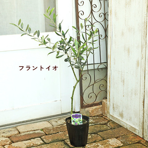 オリーミー 創樹 オリーブ ミッション ネバディロブランコ 接木 1