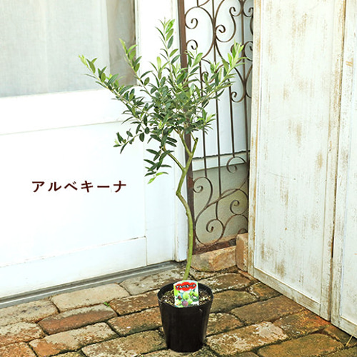 送料無料 現品販売 常緑苗木 オリーブの木 5号 ミッション