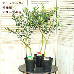 《現品》オリーブの木　アルベキナ　樹高1.3ｍ（根鉢含まず）02《苗木/植木》