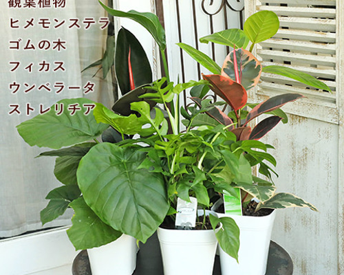 鉢ごと発送＊大サイズヒメモンステラ花言葉が\