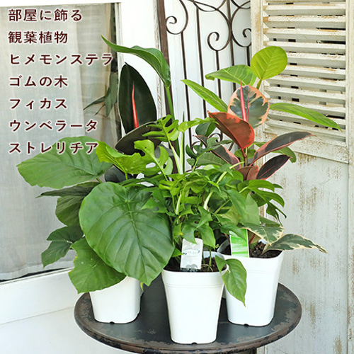 鉢ごと発送＊大サイズヒメモンステラ花言葉が\