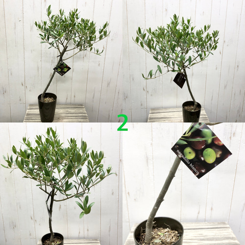 選べる樹形 盆栽 仕立て オリーブの木 ネバディロブランコ souju 3号