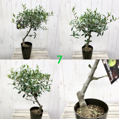 選べる樹形 盆栽 仕立て オリーブの木 ネバディロブランコ souju 3号