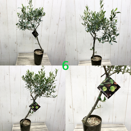 SOUJU】オリーブ オリーブの木 ネバディロブランコ 9号鉢 美樹形 極太